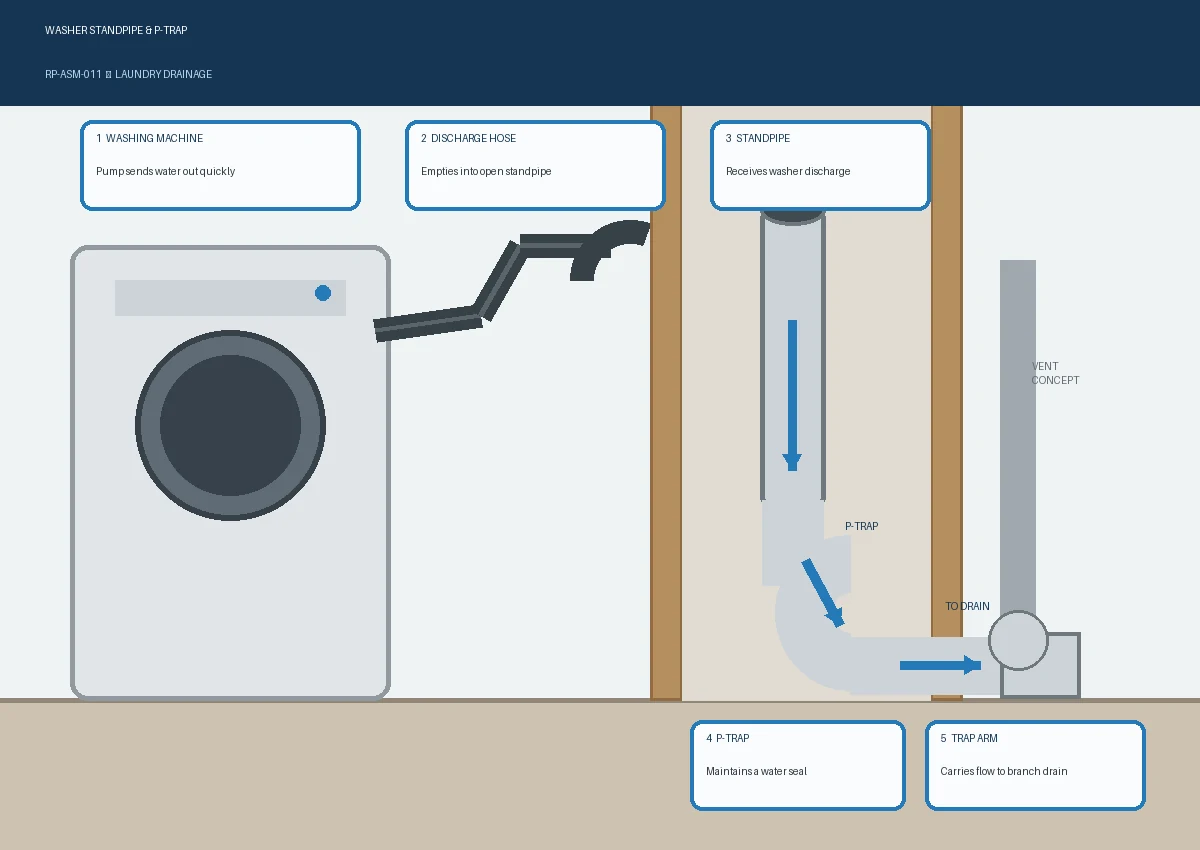 Realistic laundry wall cutaway showing a washing machine discharge hose entering an open standpipe connected to a P-trap, trap arm and branch drainage system.